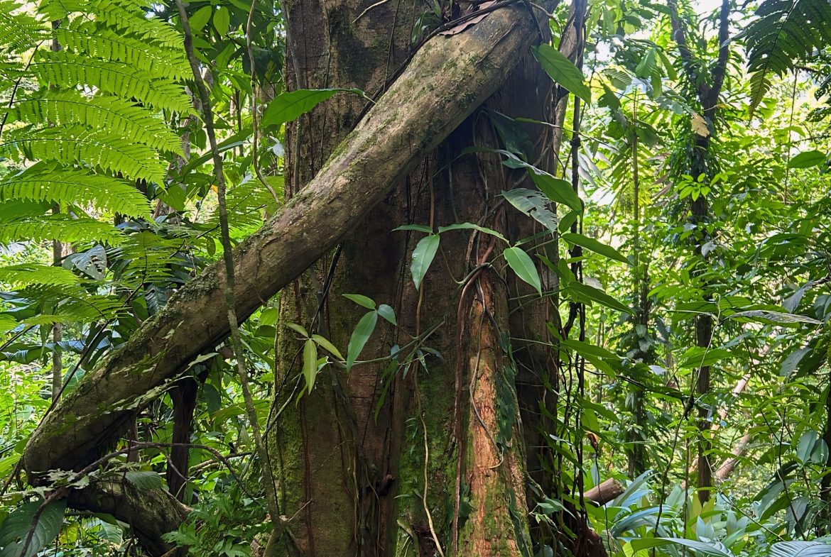 JUNGLE DREAMS FARM: WHERE NATURE MEETS SERENITY – 20 ACRES